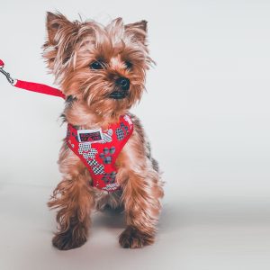 Knapsack Harness