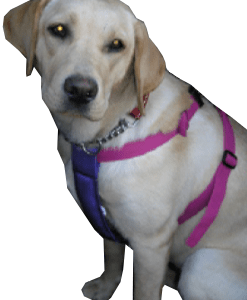 Safety Harness